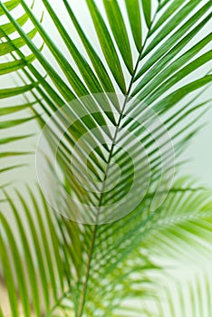 Tropical palm leaves background