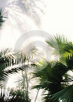 Tropical palm leaves background