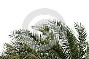 Tropical palm leaves with branches on white isolated background