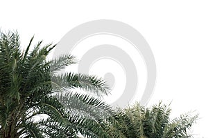 Tropical palm leaves with branches on white isolated background