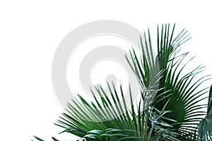 Tropical palm leaves with branches on white isolated background