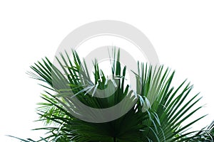 Tropical palm leaves with branches on white isolated background