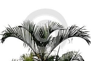 Tropical palm leaves with branches on white isolated background