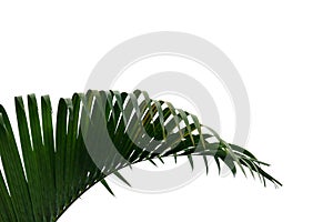 Tropical palm leaves with branches on white isolated background