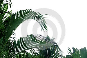 Tropical palm leaves with branches on white isolated background
