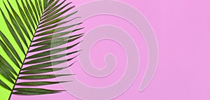 Tropical palm leaves on bright green pink background. Flat lay, top view, copy space. Summer background, nature. Creative minimal