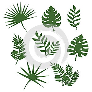 Tropical palm leaves collection, vector illustration