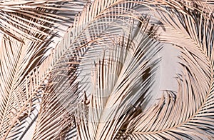 Tropical palm leaves colour close up set sail champagne branch light shadow