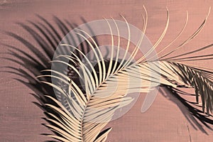 Tropical palm leaves colour close up set sail champagne branch light shadow