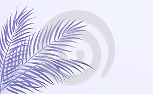 Tropical palm leaves corner design color background