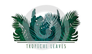 Tropical palm leaves. Exotic leaves and plants. Floral background for banner, flyer or invitation design