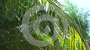 Tropical palm leaves exotic plant swaying in wind against sunlight with sunbeam and sun flare, nature green rainforest