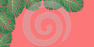 Tropical palm leaves frame on coral backdrop. Summer tropical leaf. Exotic hawaiian jungle, summertime background. Pastel
