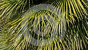 Tropical Palm leaves in the garden, Green leaves of tropical forest plant for nature pattern and background