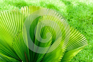 Tropical palm leaves,Green floral pattern background.Fresh and green leaves,Natural backgrounds