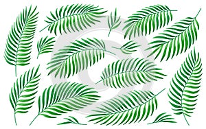 Tropical palm leaves green foliage exotic leaf set