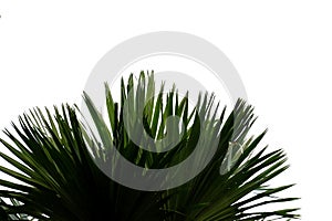 Tropical palm leaves growing in botanical garden