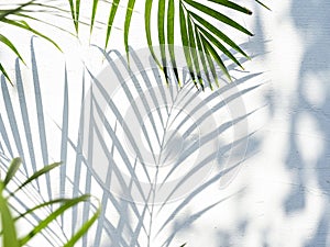 Tropical palm leaves with hard shadow on white stucco wall.