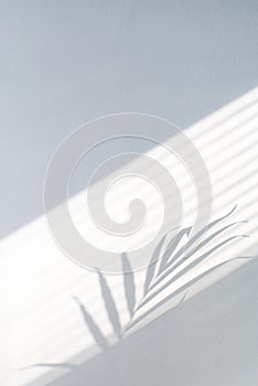 Tropical palm leaves with jalousie shadows on white concrete wall abstract blurred tropical background.