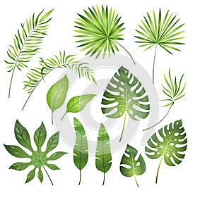 Tropical palm leaves. Jungle exotic leaf palm royal fern plumeria. Summer tropical paradise beach holiday, botanical set