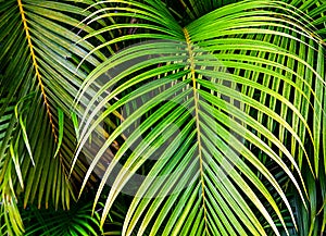 Tropical palm leaves, jungle leaf seamless floral pattern background.