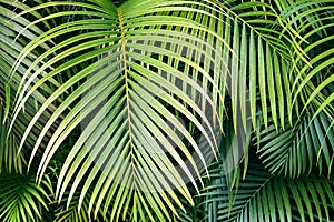 Tropical palm leaves, jungle leaf seamless floral pattern background.