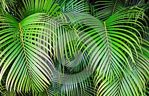 Tropical palm leaves, jungle leaf seamless floral pattern background