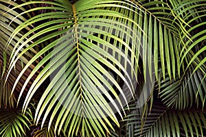 Tropical palm leaves, jungle leaf seamless floral pattern background