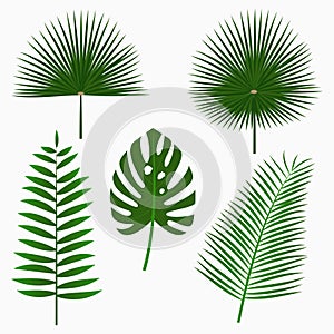 Tropical palm leaves, jungle leaf set isolated on white background. Exotic plants. Vector.