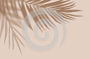 Tropical Palm leaves on light pastel Background. Creative copyspace. Unobtrusive background with Shadow. Illustration