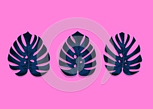 Tropical palm leaves. Monstera leaves on millenial pink background. Three different monstera leaves