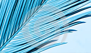 Tropical palm leaves neon color blue branch closeup