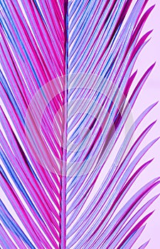 Tropical palm leaves neon color blue pink red branch white