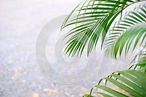 Tropical palm leaves over abstract gray background.