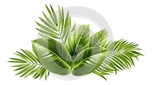 Tropical Palm Leaves. Palm Tree Plant Leaf
