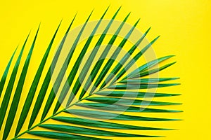 Tropical palm leaves on pastel color background.Jungle leaf