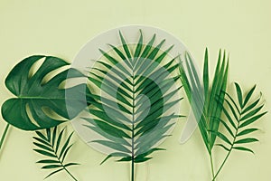 Tropical palm leaves on pastel green background. Trendy tropical pattern.