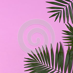 Tropical palm leaves on pastel pink background. Flat lay, top view, copy space. Summer background, nature. Creative minimal