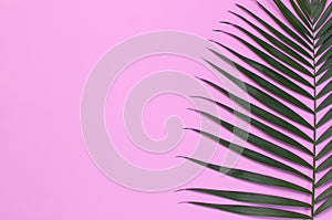 Tropical palm leaves on pastel pink background. Flat lay, top view, copy space. Summer background, nature. Creative minimal