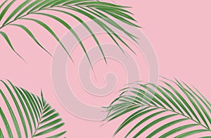 Tropical palm leaves on pink background. Minimal nature. Summer