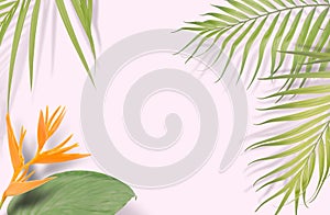 Tropical palm leaves on pink background. Minimal nature. Summer