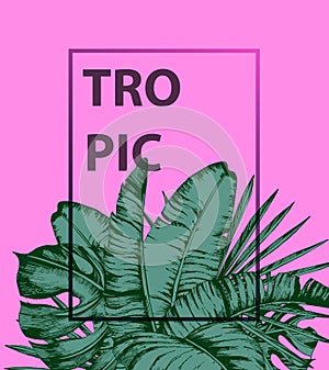 Tropical palm leaves on pink background. Minimal nature summer concept. Flat lay. Trendy Summer Tropical Leaves Vector