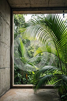 Tropical Palm Leaves on Rustic Empty Background photo