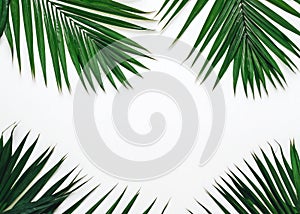 Tropical Palm Leaves: Serene Summer Composition on White Background