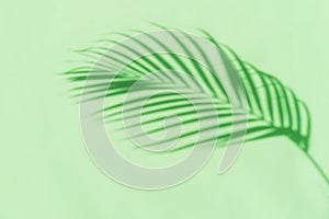 Tropical palm leaves shadow on green color background