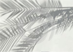 Tropical palm leaves shadow on grey wall, abstract background, flat lay, minimalistic design. Translucent plant shadows