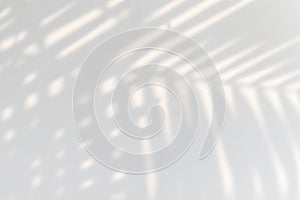 Tropical palm leaves shadow on a white wall