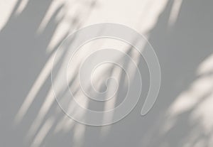 Tropical palm leaves shadow on a white wall background