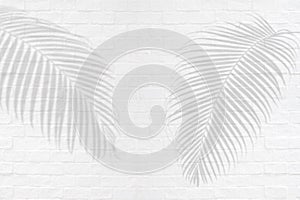Tropical palm leaves shadows on white brick wall texture background.