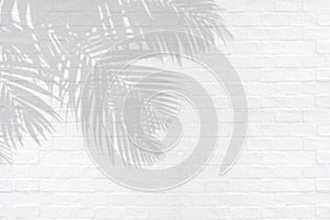 Tropical palm leaves shadows on white brick wall texture background.